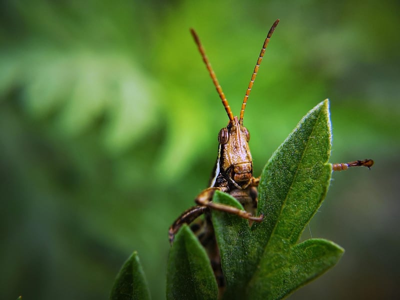 Common Garden Pests