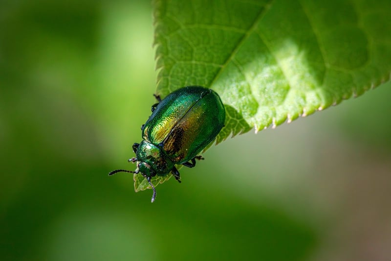 Integrated Pest Management