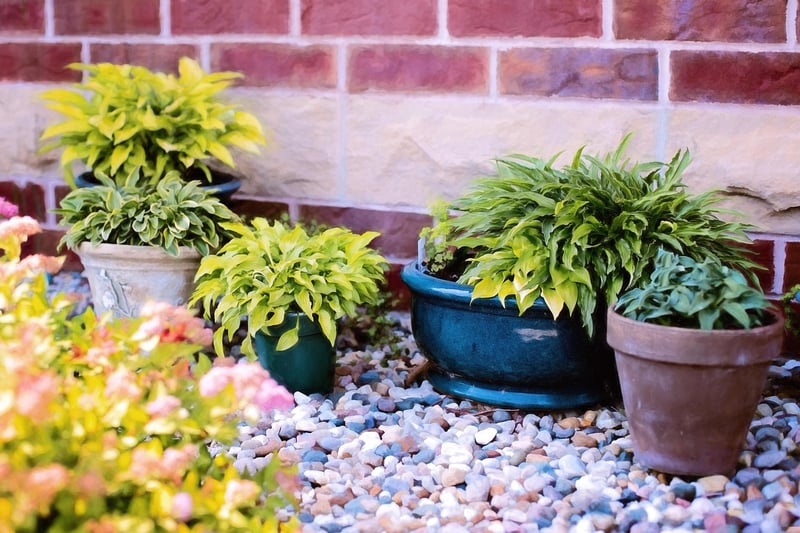 Seedlings in pots