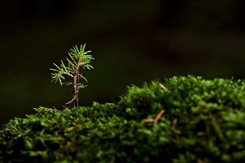 Seedling