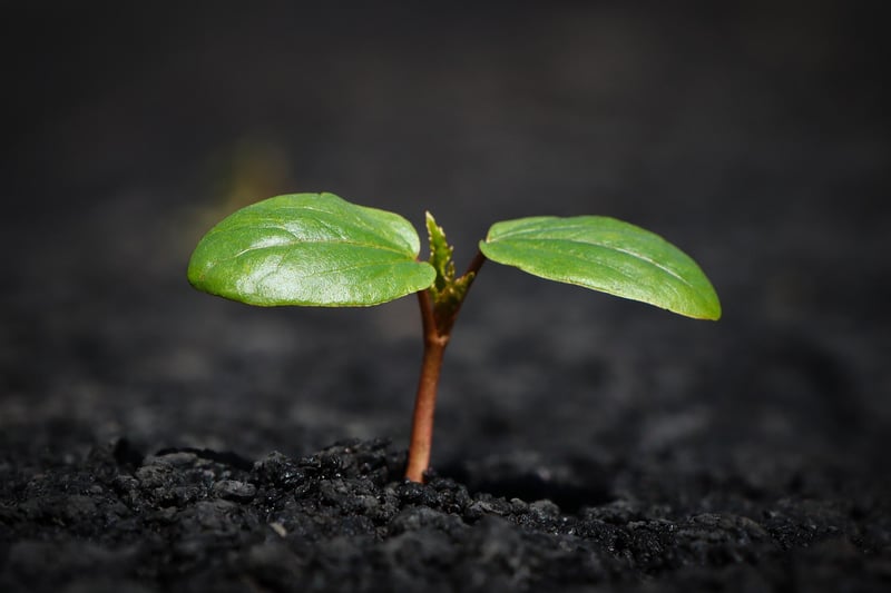 Gardening Soil